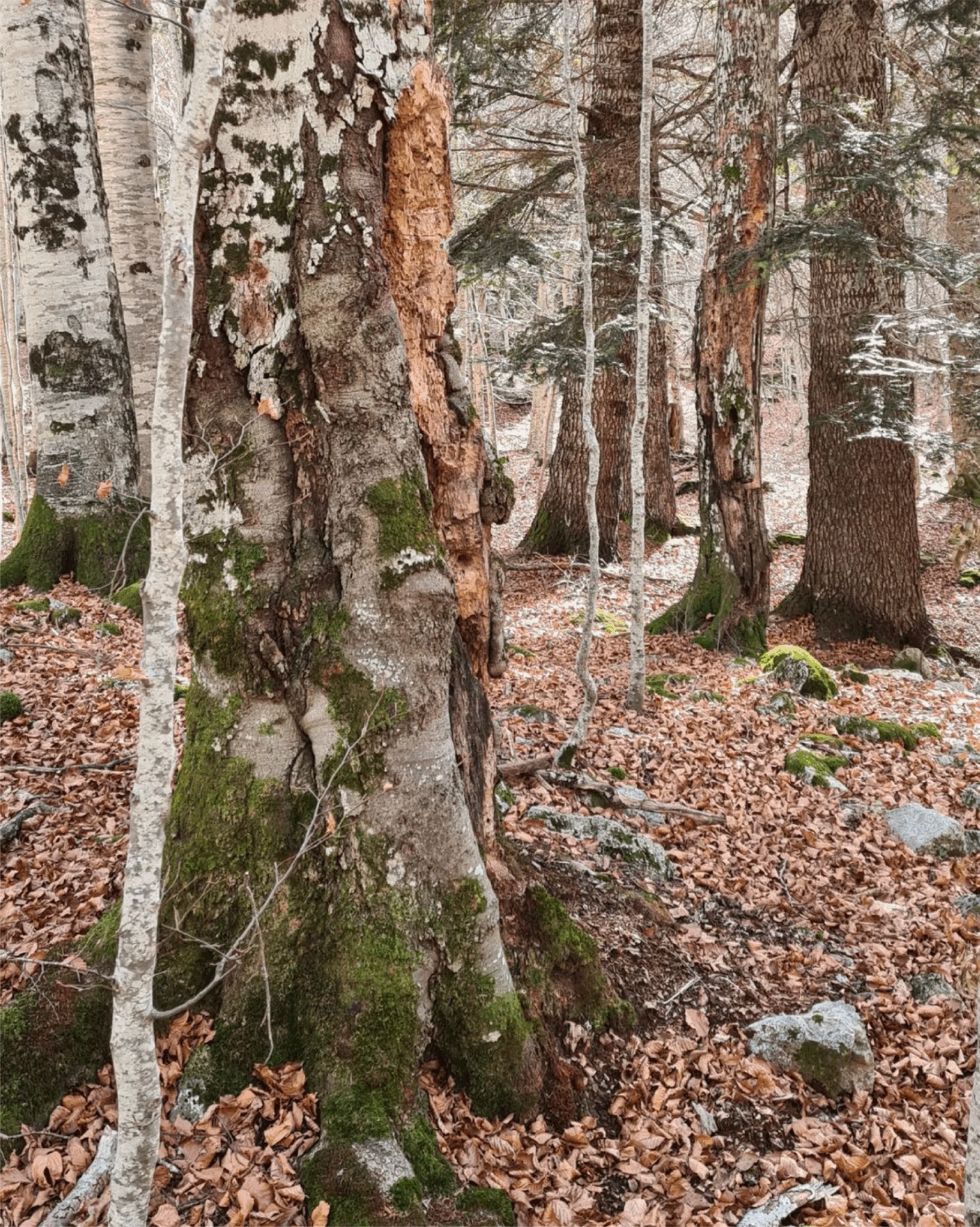 Celebrem l’aprovació de la LleiEuropea de la Restauració de laNatura – Copy