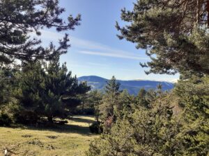 Bosc de Pla de la Barraca