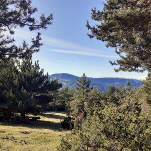 Bosc de Pla de la Barraca