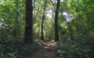 Bosc al Bosc Salvador Grau