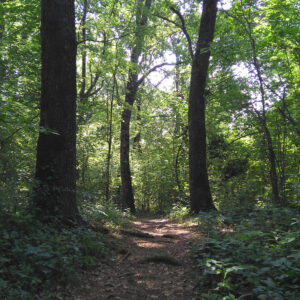 Bosc al Bosc Salvador Grau