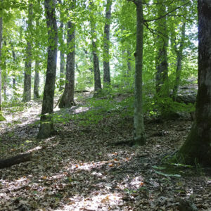 Bosc de Serra d’Heures